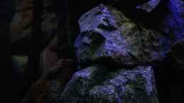 aquarium-von-florian-bandhauer-the-world-of-malawi-mbunas_Basaltsteine ,schwarzer Sand die Materalien die das Becken d