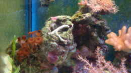 aquarium-von-b1gt4nk-sea-tank_linke Seite