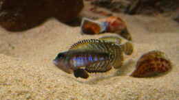 aquarium-von-malawigo-tanganjika-felszone_Kleiner Fisch ....ganz groß ;)