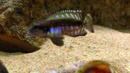 Aquarium einrichten mit Lamprologus Speciosus