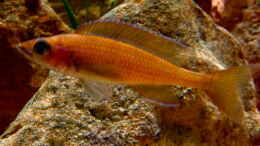 Aquarium einrichten mit Paracyprichromis nigripinnis Chituta female