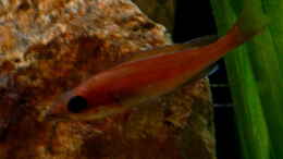 Foto mit Paracyprichromis nigripinnis Chituta female