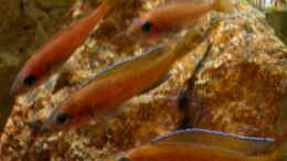 Foto mit Paracyprichromis nigripinnis Chituta