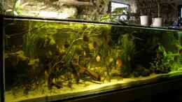 aquarium-von-dornwels-becken-13562_Leider die einzige Perspektive wo sich das Becken als ganzes