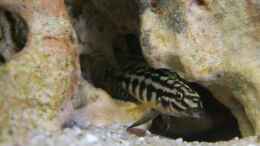 Aquarium einrichten mit Julidochromis maleri