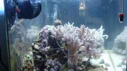 aquarium-von-jane-vogeler-unser-miniriff--nur-noch-als-beispiel_Seitenansicht von links mit Koralia Nano