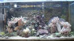 aquarium-von-jane-vogeler-unser-miniriff--nur-noch-als-beispiel_Januar 2012