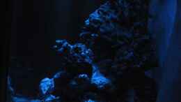 aquarium-von-christian-schneider-mein-traum-96l_Nachtbeleuchtung [ ohne UV ]
