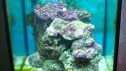 aquarium-von-christian-schneider-mein-traum-96l_In der Einfahrphase mit den oben Beschreibenen Korallen [ Ja