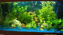 aquarium-von--mandy-hopp-und-kevin-rothfuss-becken-1365_Das ist also unsre Pflanzenpracht,dafür das dass Becken ers