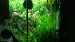 aquarium-von-benny-visconti-amazonas_
