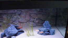 aquarium-von-pennywise-malawitank_rechte Seite