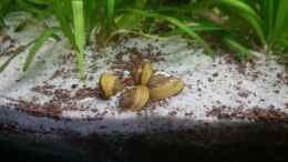 Aquarium einrichten mit Gelbe Süßwassermuschel