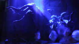 aquarium-von-manuel-koenig-becken-13687_Frontansicht mit Mondlicht (noch alter Besatz)