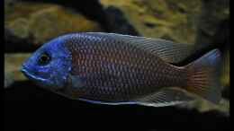 aquarium-von-ellis-nyassa-taiwan-reef-aufgeloest_Copadichromis borleyi Kadango Red Fin - Der Grösste im Be