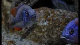 aquarium-von-ellis-nyassa-taiwan-reef-aufgeloest_Copadichromis Borleyi Kadango Red Fin - Mix 5 - ...Whow..