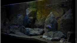 aquarium-von-ellis-nyassa-taiwan-reef-aufgeloest_von rechts (1)