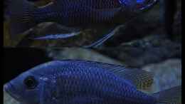 aquarium-von-ellis-nyassa-taiwan-reef-aufgeloest_Copadichromis Borleyi Kadango Red Fin - Mix 4 - in neuer U