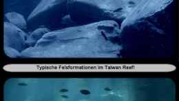 aquarium-von-ellis-nyassa-taiwan-reef-aufgeloest_Eindrücke aus dem Taiwan Reef...:-)