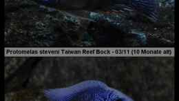 Aquarium einrichten mit Protomelas sp. steveni Taiwan - Bock-Mix 1