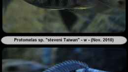 Aquarium einrichten mit Protomelas sp. steveni Taiwan - (w) Mix 1