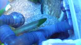 aquarium-von-ellis-nyassa-taiwan-reef-aufgeloest_EHEIM-Doppel-Power-Diffusor