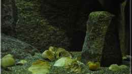 aquarium-von-ellis-nyassa-taiwan-reef-aufgeloest_...einige Muscheln und Schneckenhäuser sind angeschwemmt wo