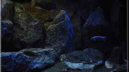 aquarium-von-ellis-nyassa-taiwan-reef-aufgeloest_Mix (2) - munteres Beisammensein...:-) 