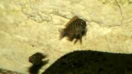 aquarium-von-maclya-tropheus-1-nur-noch-als-beispiel_Golden Kazumba Jungtiere - gerade ein paar Wochen alt