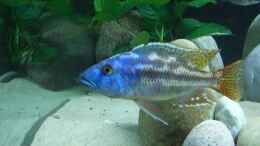 Aquarium einrichten mit Nimbochromis fuscotaeniatus WF Männchen