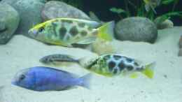 Foto mit Cyrtocara moori und Nimbochromis Venustus Paar