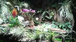 Aquarium einrichten mit Orchideen, Bromelien, Tillandsien und Co.
