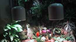 Foto mit Orchideen, Bromelien, Tillandsien und Co.