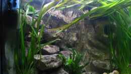 aquarium-von-ronald-mueller-becken-1385_nach 2 Monaten