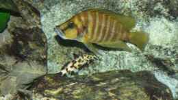 aquarium-von-ronald-mueller-becken-1385_Altolamprologus compressiceps Golden Head und Synodontis