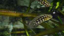 aquarium-von-ronald-mueller-becken-1385_Julidochromis marlieri