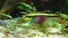 Aquarium einrichten mit pelvicachromis pulcher - Weibchen