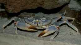 Aquarium einrichten mit Blaue Malawi-Krabbe