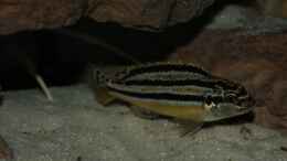 Aquarium einrichten mit Melanochromis Auratus