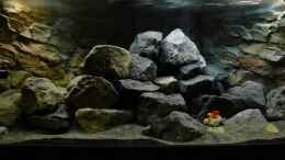 aquarium-von-tobias-neher-projekt-71336-malawi-aufbaudoku_Tag2 und keiner ist da?!?