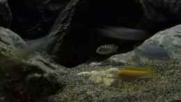 Aquarium einrichten mit Labidochromis perlmutt