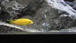 Aquarium einrichten mit Labidochromis yellow