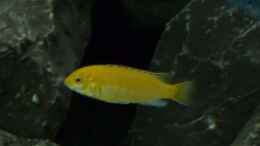 aquarium-von-tobias-neher-projekt-71336-malawi-aufbaudoku_Labidochromis yellow