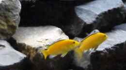 aquarium-von-tobias-neher-projekt-71336-malawi-aufbaudoku_Labidochromis yellow