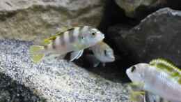 Foto mit Labidochromis perlmutt