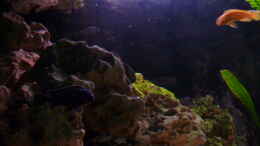 aquarium-von-mf80-malawi-becken-450_