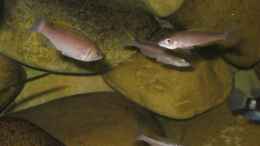 aquarium-von-carsten-ziss-becken-1389_Cyprichromis leptosoma