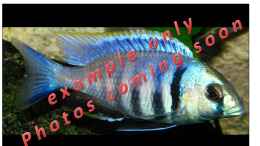 Aquarium einrichten mit Placidochromis electra (example)