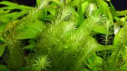 Aquarium einrichten mit Mayaca fluviatilis - (Grünes Mooskraut)
