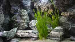 aquarium-von-magunga-rock-verdi-point_Gruppe Vallisneria spiralis